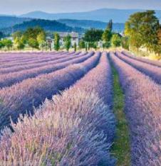 4 x Paper Napkins Lavender Field